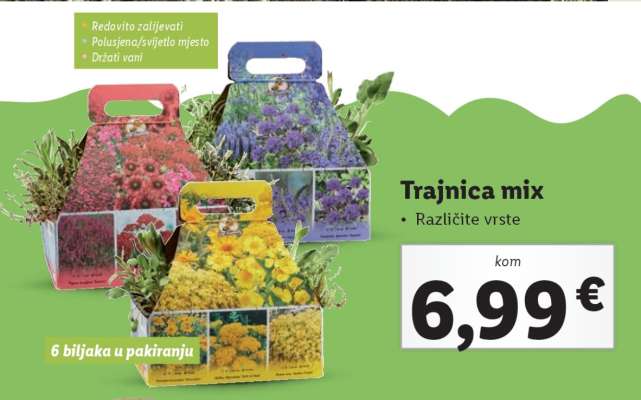 Trajnica mix