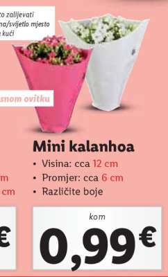 Mini kalanhoa