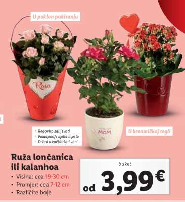 Ruža lončanica ili Kalanhoa