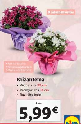 Krizantema