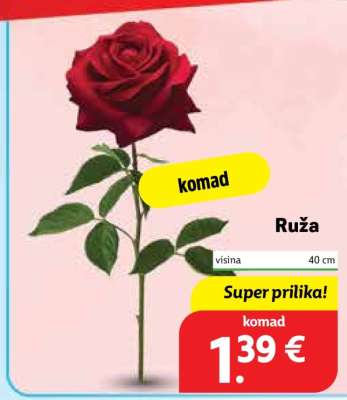 Ruža