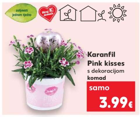 Karanfil Pink kisses