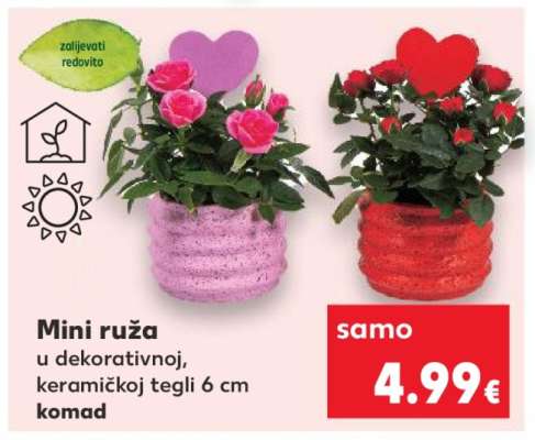 Mini ruža