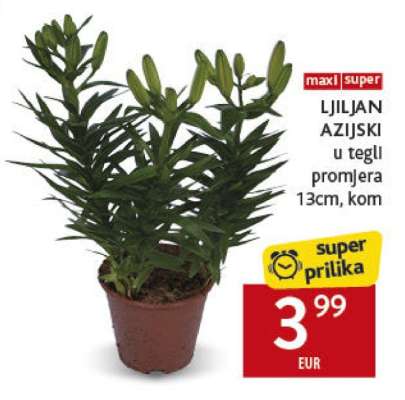 LJILJAN AZIJSKI u tegli promjera 13cm, kom