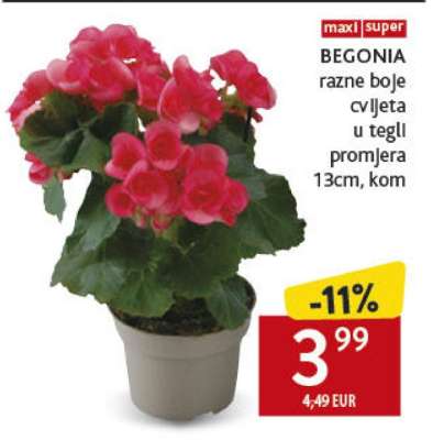 Begonia