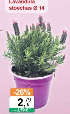 Lavandula stoechas Ø 14