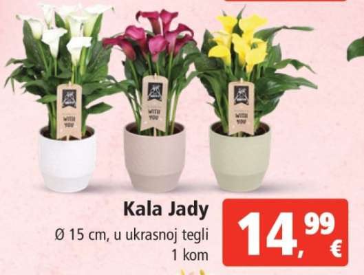 Kala Jady
