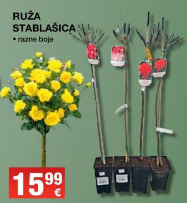 RUŽA STABLAŠICA
