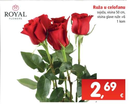 Ruža u celofanu*
