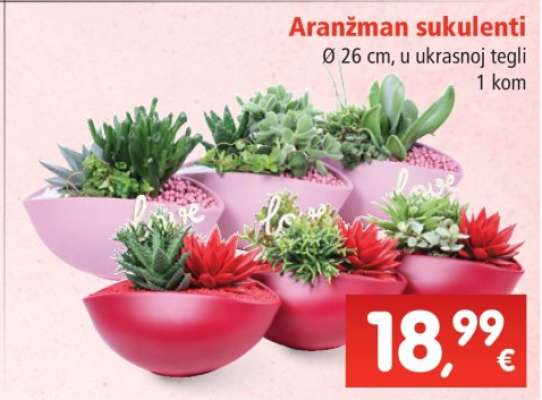 Aranžman sukulenti