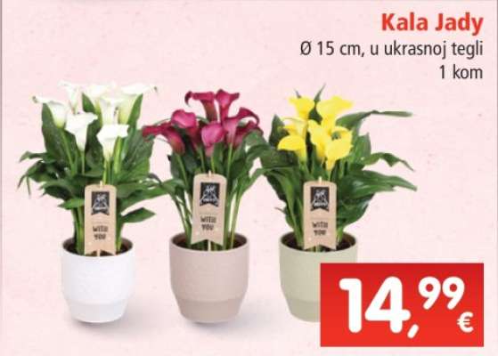 Kala Jady