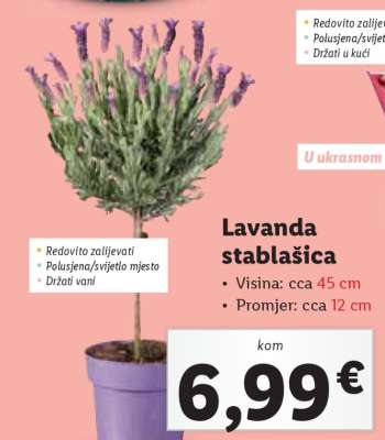 Lavanda stablašica