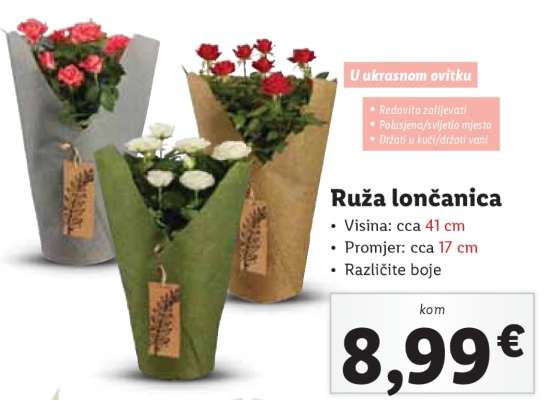 Ruža lončanica