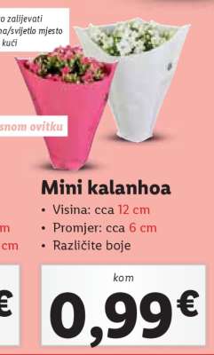 Mini kalanhoa