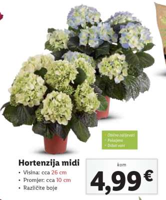 Hortenzija midi