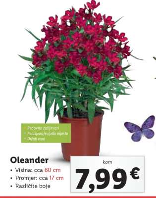 Oleander
