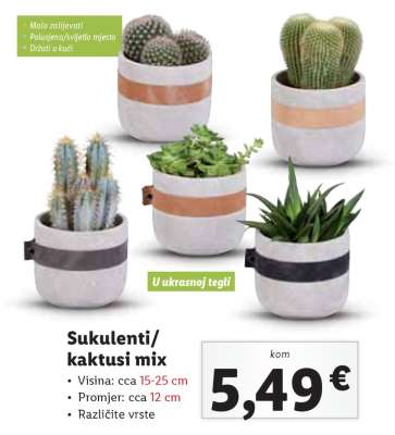 Sukulenti / Kaktusi mix