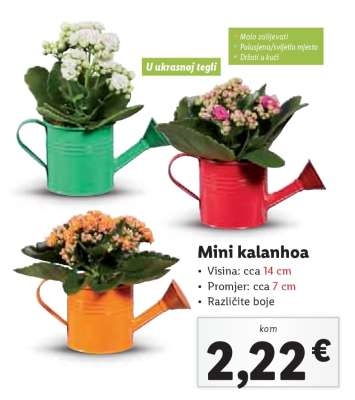 Mini kalanhoa