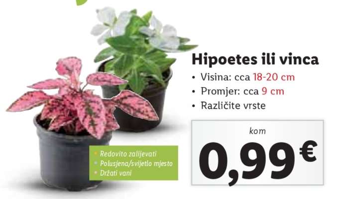Hipoetes ili Vinca
