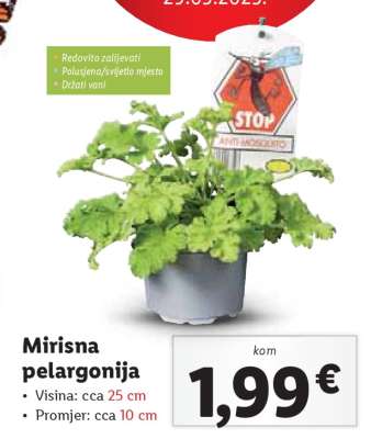 Mirisna pelargonija