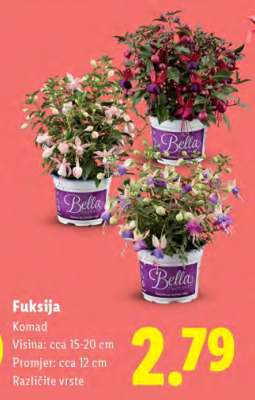 Fuksija