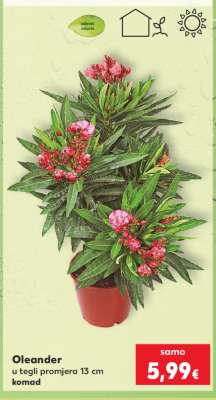 Oleander