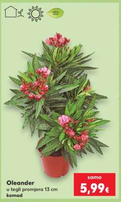 Oleander