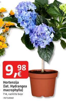 Hortenzija