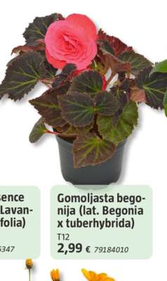 Gomoljasta begonija
