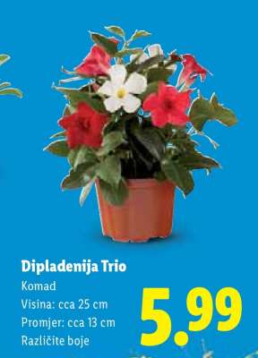 Dipladenija Trio