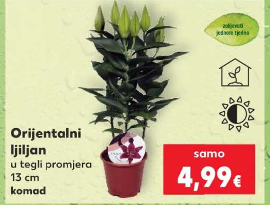 Orijentalni ljiljan