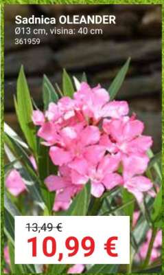Sadnica OLEANDER