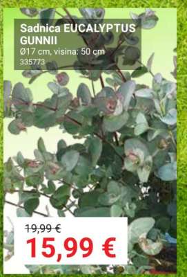 Sadnica EUCALYPTUS GUNNII