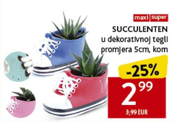 SUCCULENTEN u dekorativnoj tegli promjera 5cm, kom