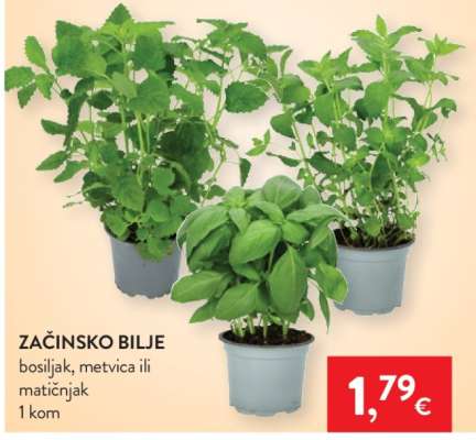 Začinsko bilje