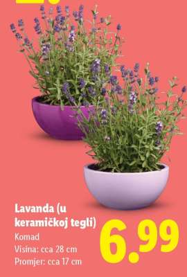 Lavanda (u keramičkoj tegli)