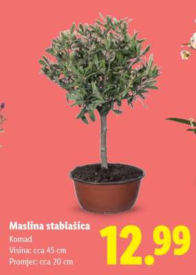 Maslina stablašica