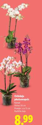 Orhideja (Phalaenopsis)