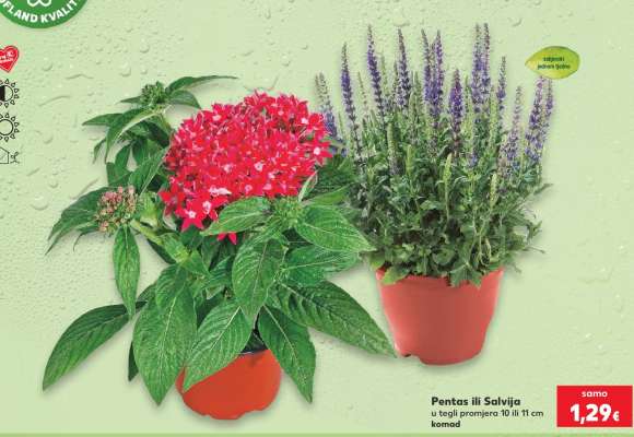 Pentas ili Salvija