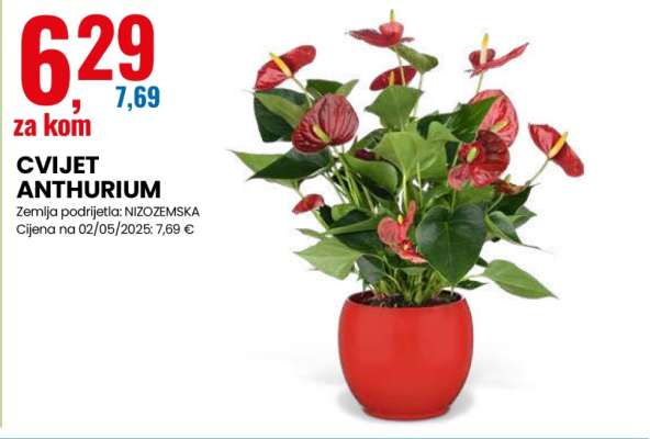 CVIJET ANTHURIUM