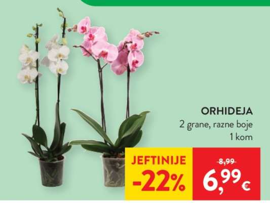 Orhideja