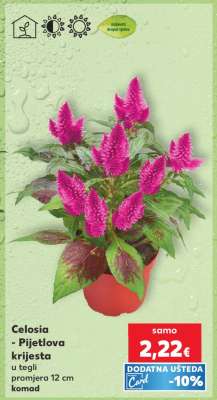 Celosia - Pijetlova krijesta