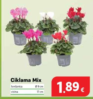 CIKLAMA MIX