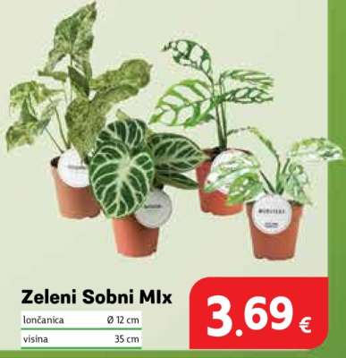 Zeleni sobni mix