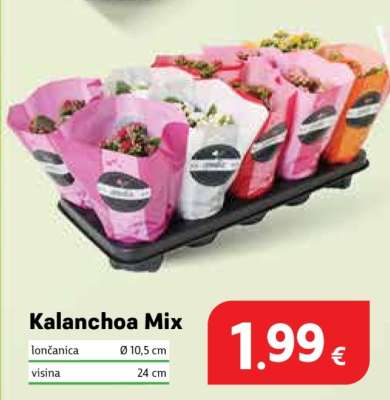 Kalanchoa Mix