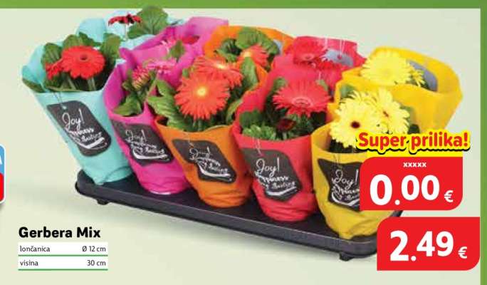 Gerbera mix
