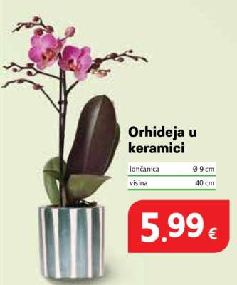 Orhideja u keramici
