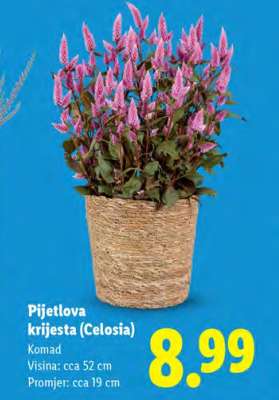 Pijetlova krijesta (Celosia)