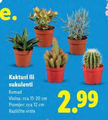 Kaktusi ili Sukulenti