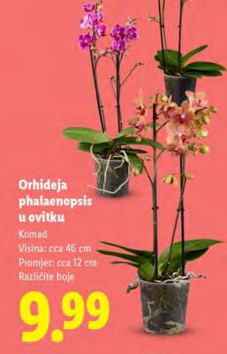 Orhideja phalaenopsis u ovitku